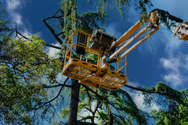 Professional Tree Services in Reading, PA